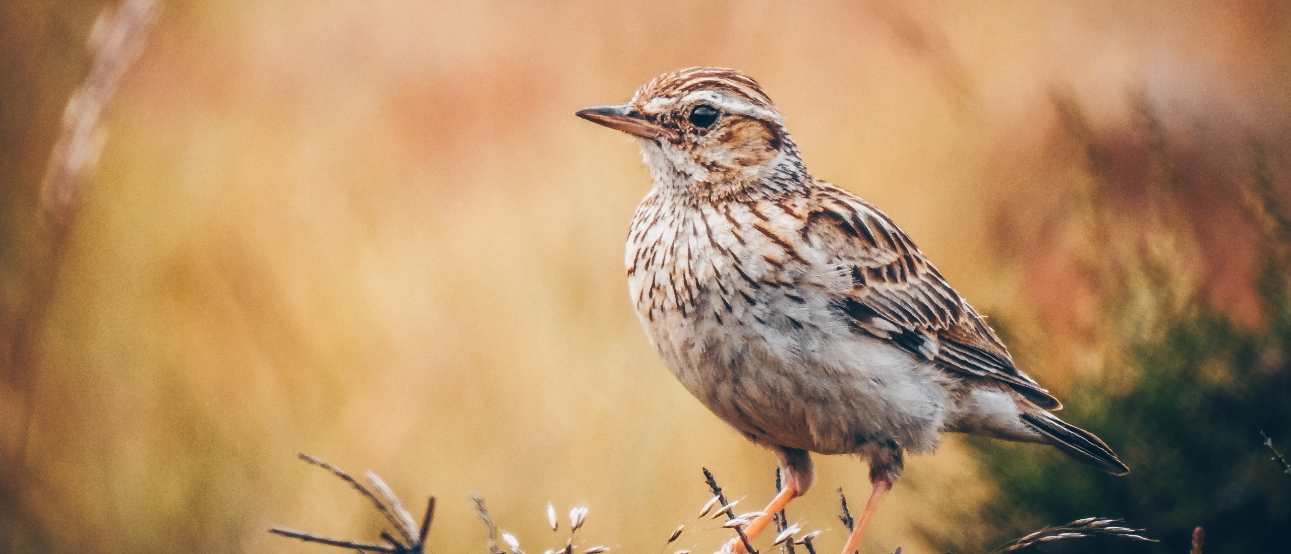 Boomleeuwerik foeragerend op de grond