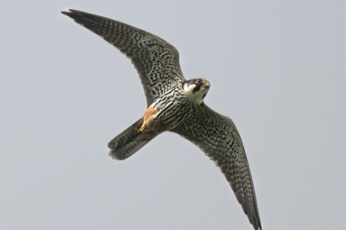 Boomvalk op trek Edese Hei vogelexcursie vogels spotten