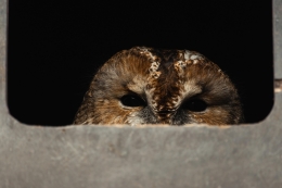 Bosuil in schoorsteen tijdens uilenexcursie Vogelwachter Adriaan vogels kijken