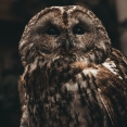 Bosuil op tak tijdens vogelexcursie Vogelwachter Adriaan