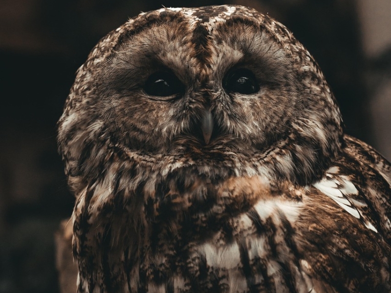 Bosuil op tak tijdens vogelexcursie Vogelwachter Adriaan