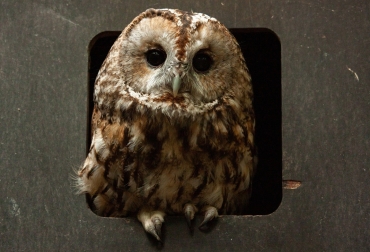 Bosuil vogelexcursie vogels spotten
