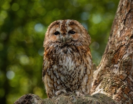 Vogelwijsheid – De Bosuil: Stilte als ingang Vitamine V