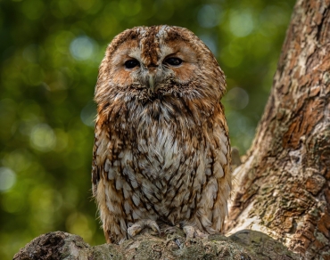 Vogelwijsheid – De Bosuil: Stilte als ingang Vitamine V