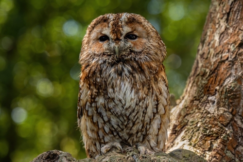 Vogelwijsheid – De Bosuil: Stilte als ingang Vitamine V
