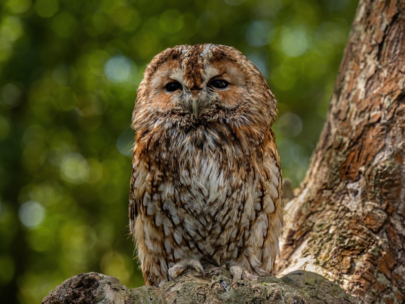 Vogelwijsheid – De Bosuil: Stilte als ingang Vitamine V