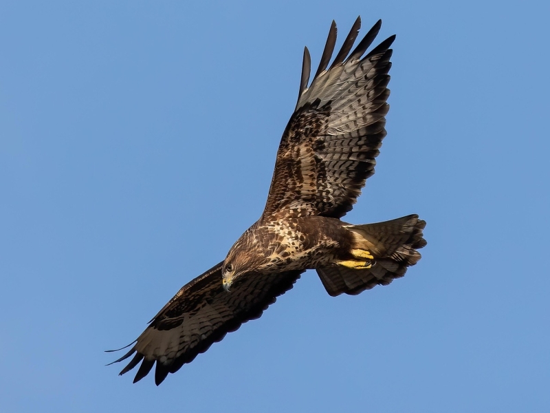 Vogelwijsheid – De Buizerd: Ruimte laten Vitamine V