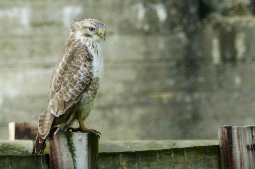 Buizerd tijdens excursie Eemlandhoeve vogels spotten