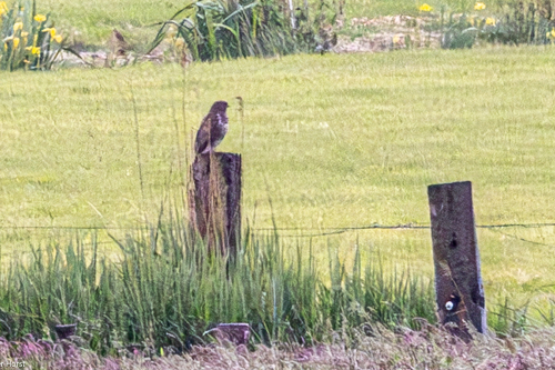 Buizerd tijdens excursie Eemlandhoeve vogels spotten