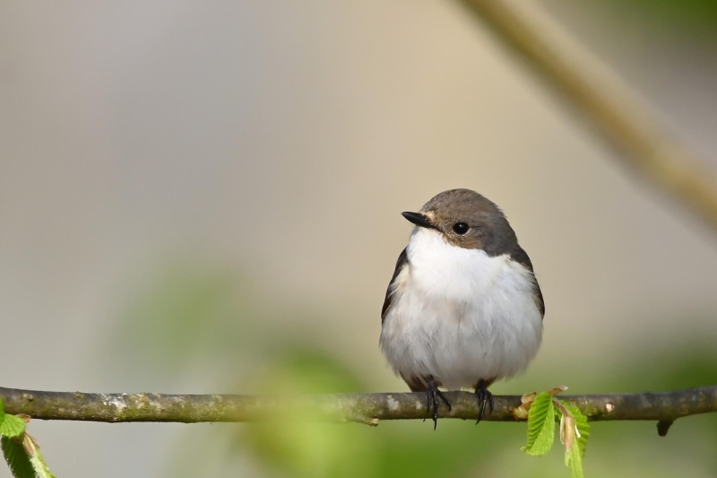 De Bonte Vliegenvanger (Ficedula hypoleuca)