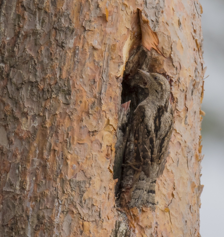 Draaihals zeldzame vogel bij nest Veluwe