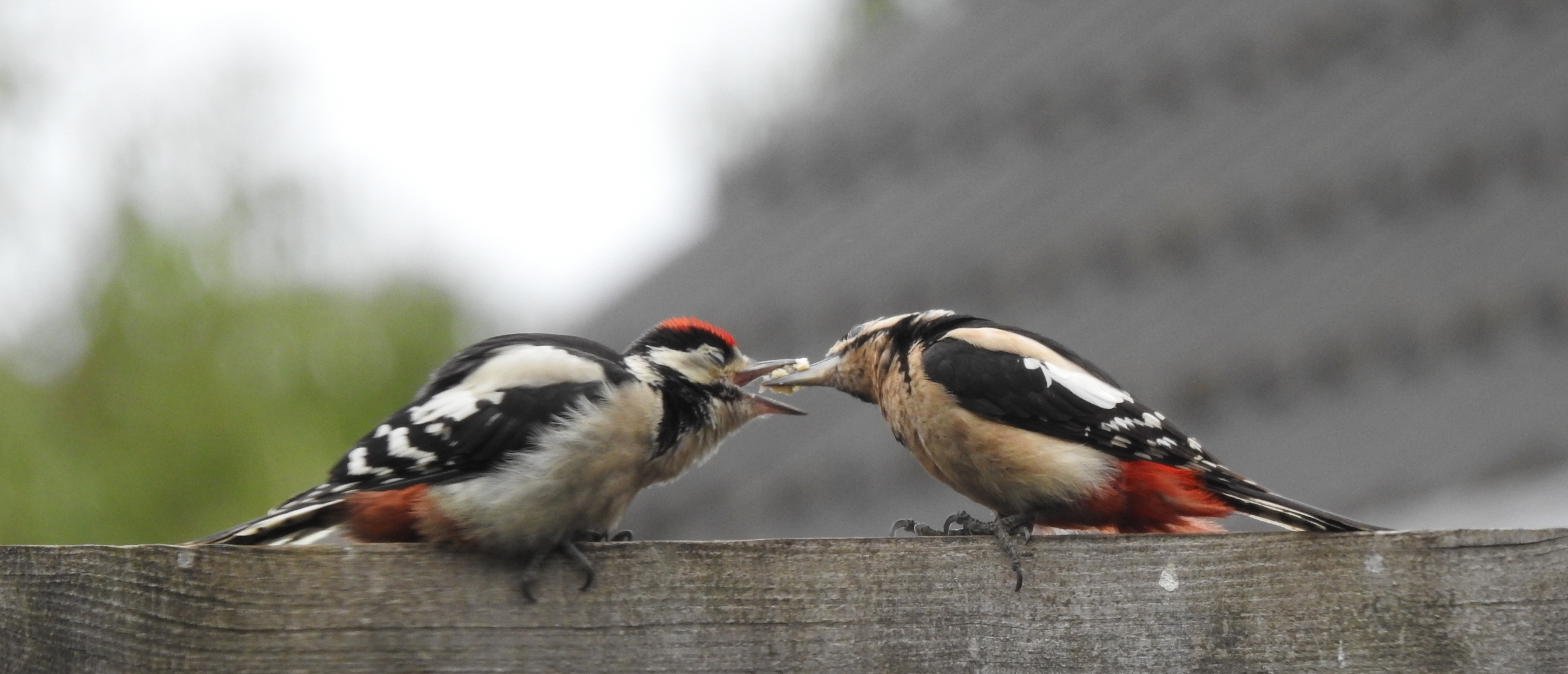 Juveniele Grote Bonte Specht wordt gevoerd door ouder Juveniele Grote Bonte Specht wordt gevoerd door ouder