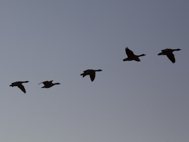 Vogelwijsheid – De Kolgans: Samen kom je verder Vitamine V