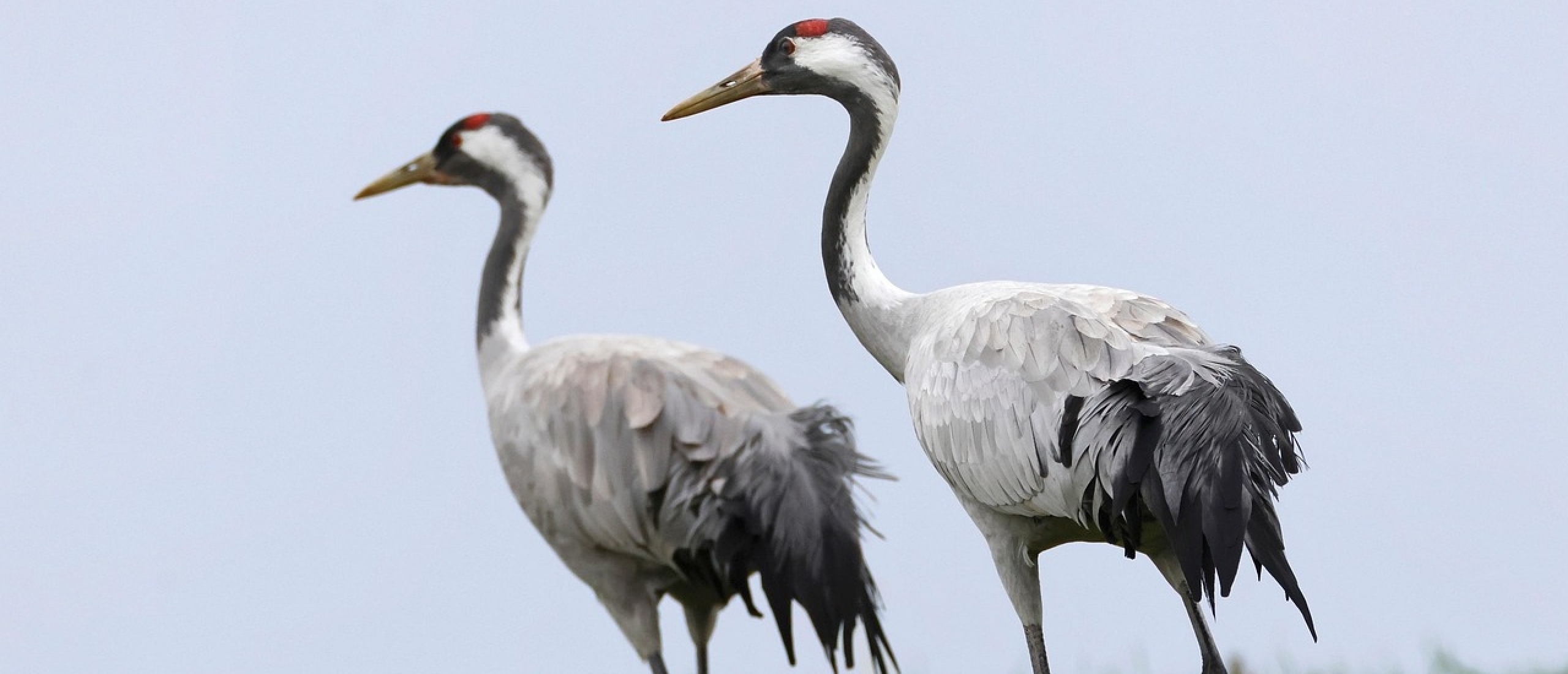 Twee oktoberreizen vol Kraanvogels en wind