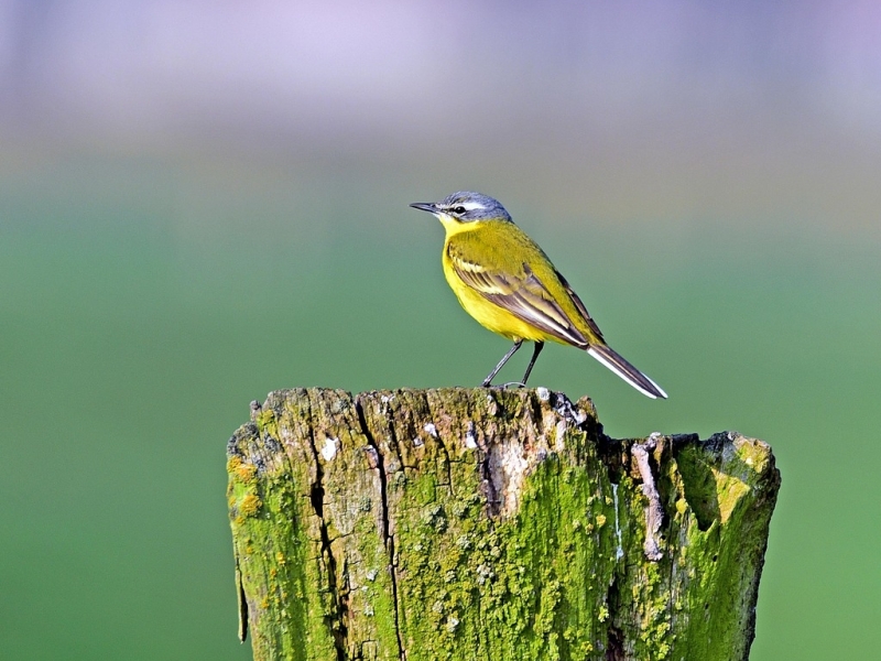 Gele Kwikstaart Binnenveldse Hooilanden vogelexcursie vogels kijken