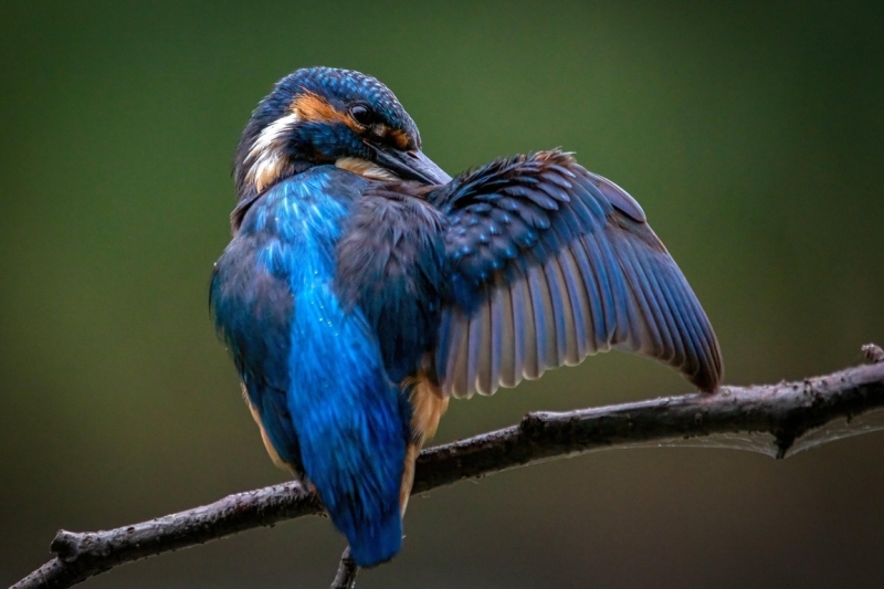 IJsvogel vogelexcursie vogels spotten Vogelwachter Adriaan