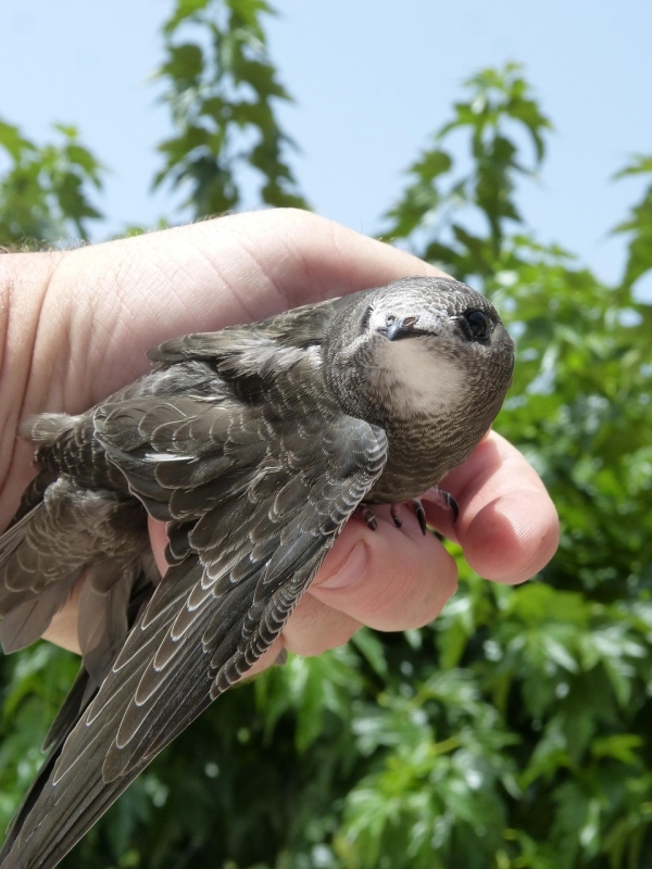 Gierzwaluw vliegend vogelspotten vogelexcursie