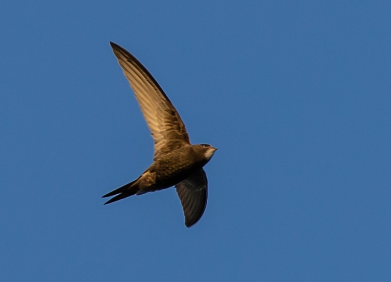 Gierzwaluw vliegend vogelspotten vogelexcursie