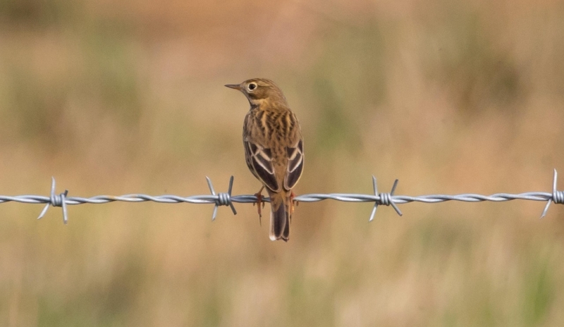 Graspieper op prikkeldraad vogels kijken vogelexcursie