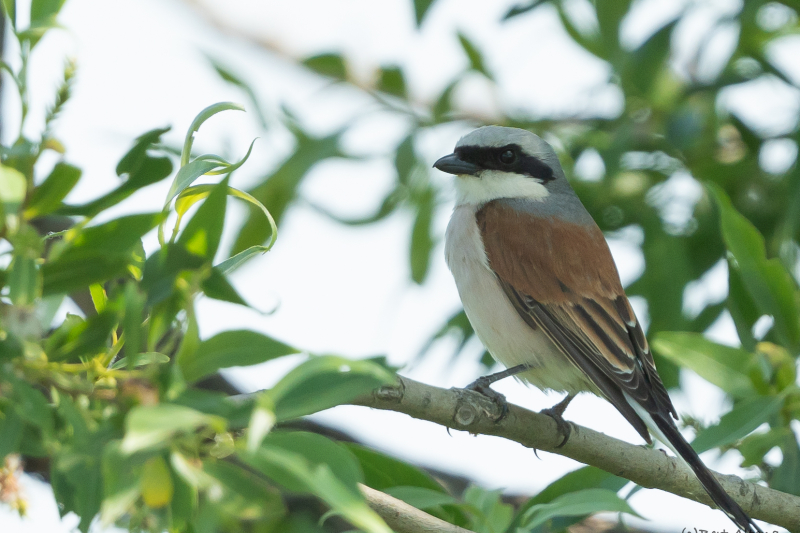 Grauwe Klauwier vogels kijken