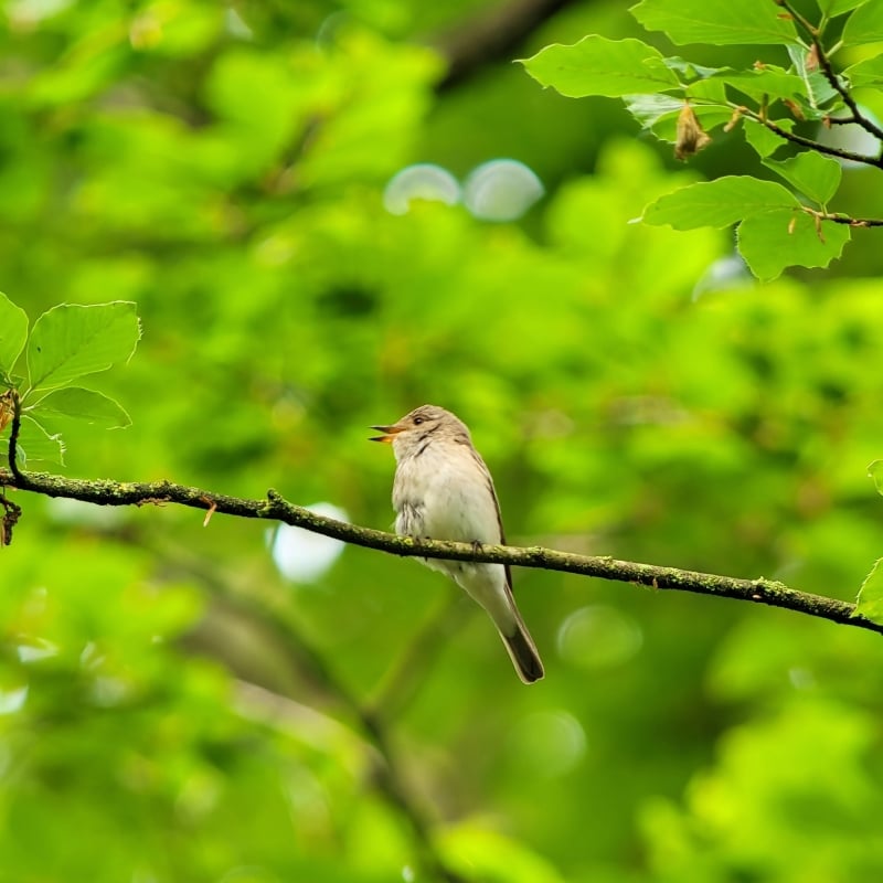 Grauwe Vliegenvanger Drenthe vogels kijken
