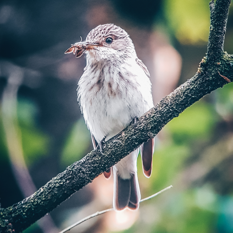 Een Grauwe Vliegenvanger met een gevangen insect in de snavel, klaar om het naar het nest te brengen