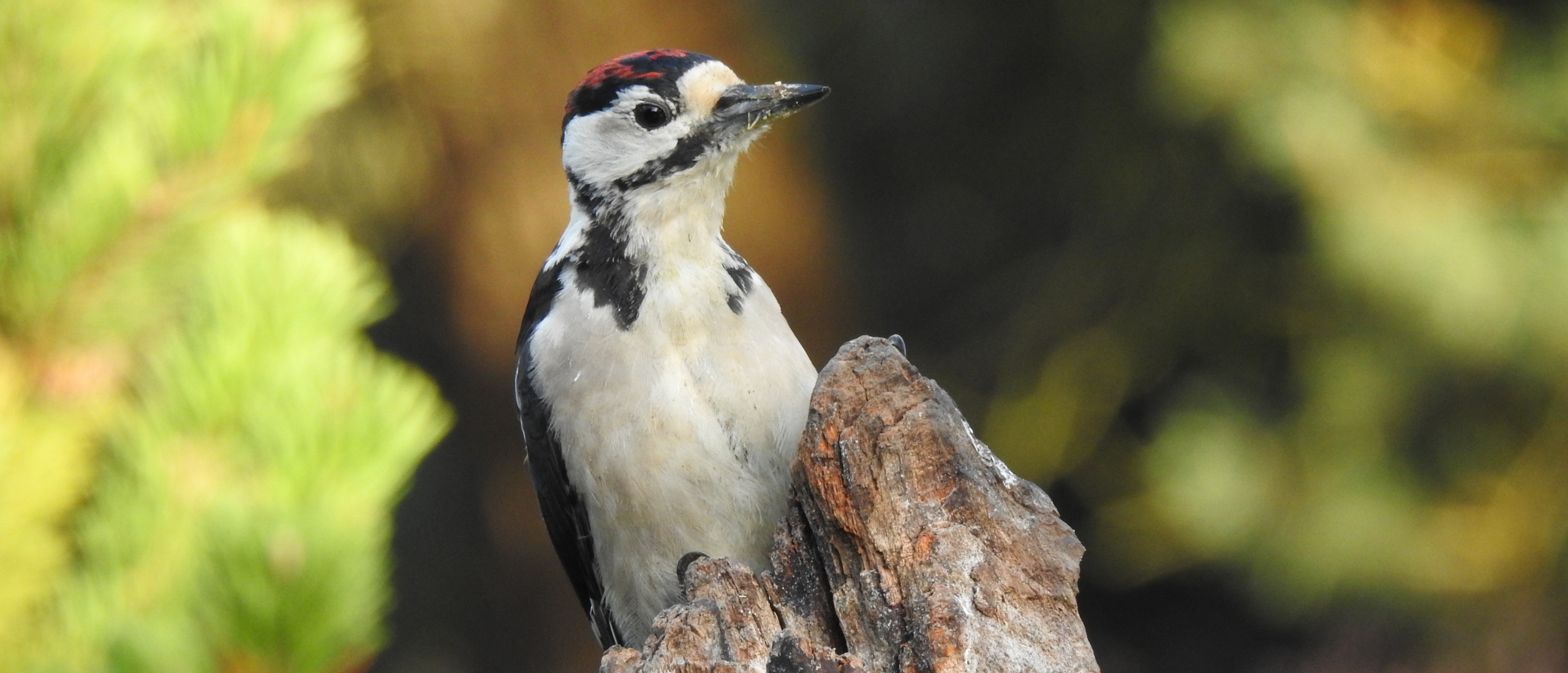 Grote Bonte Specht juveniel in de rui Grote Bonte Specht juveniel in de rui