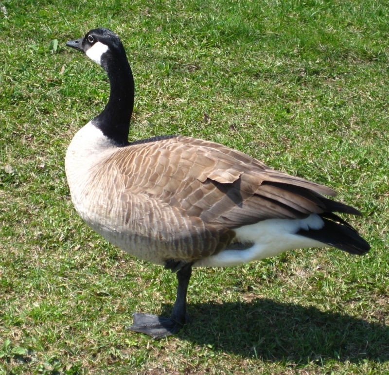 Grote Canadese Gans exoot