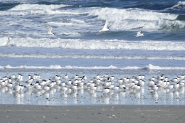 Grote Stern op Texel vogels kijken vogelexcursie