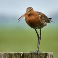 Grutto Polder Arkemheen vogels spotten vogelexcursie