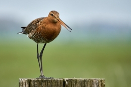 Grutto Polder Arkemheen vogels spotten vogelexcursie