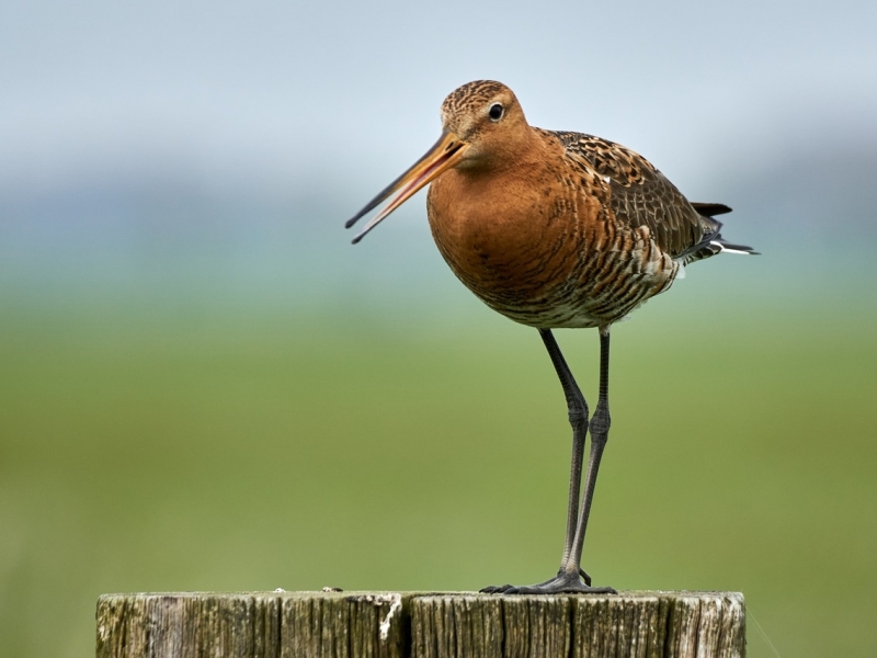 Grutto Polder Arkemheen vogels spotten vogelexcursie