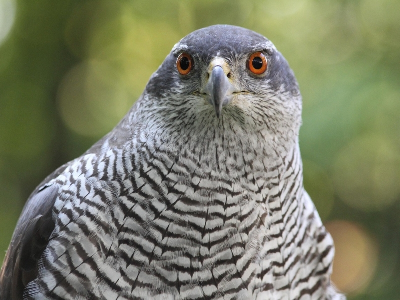 Havik Edese Bos en Edese Hei vogelexcursie Vogelwachter Adriaan