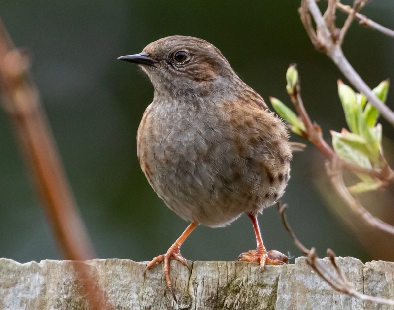Een Heggenmus zit laag in een struik, met grijzige borst en bruin gestreepte rug duidelijk zichtbaar – typische houding tijdens het zoeken naar insecten op de bodem.