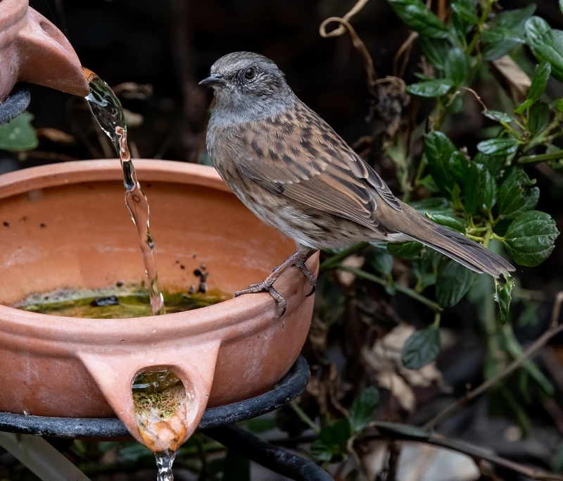 Heggenmus bij water in de tuin