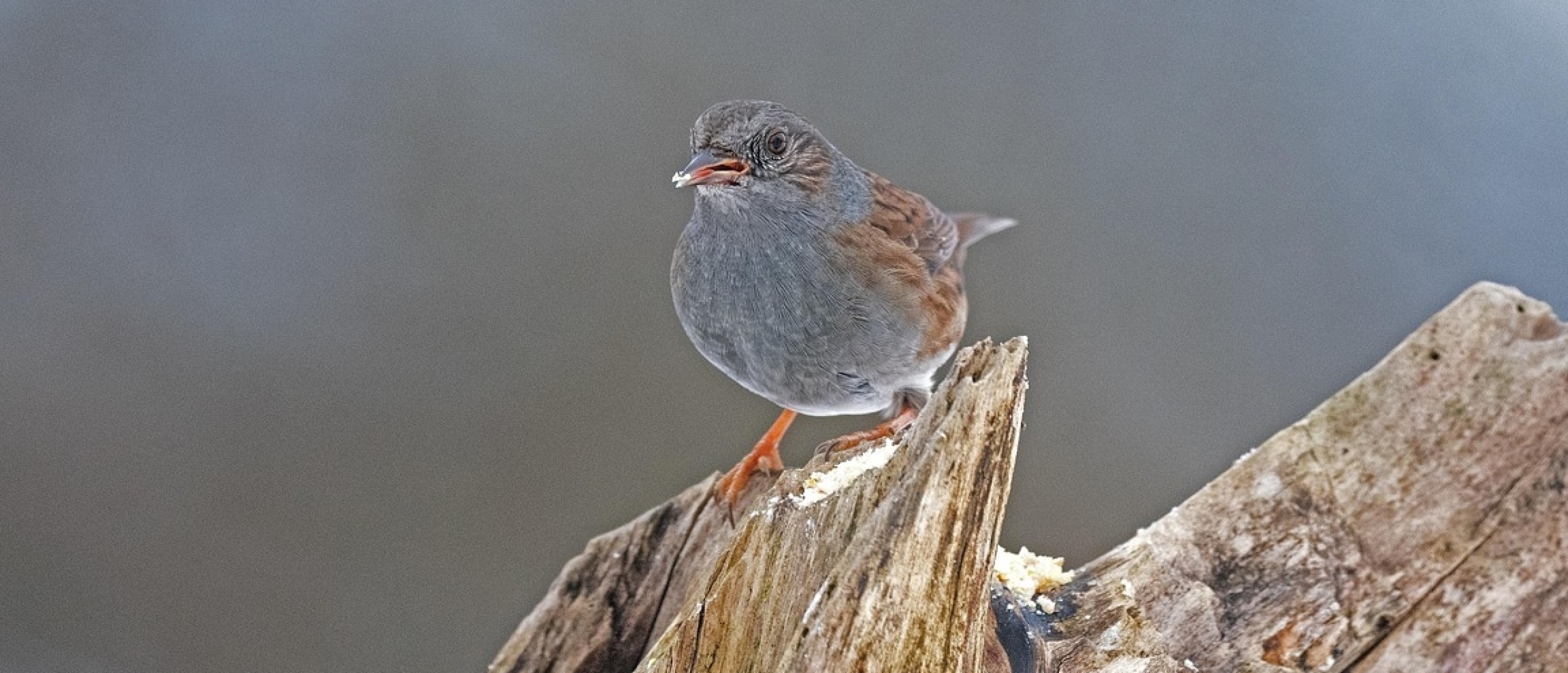 Heggenmus Dunnock Heggenmus Dunnock