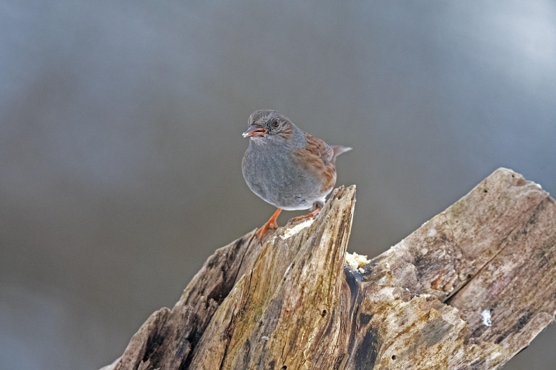 Heggenmus Dunnock vogels kijken