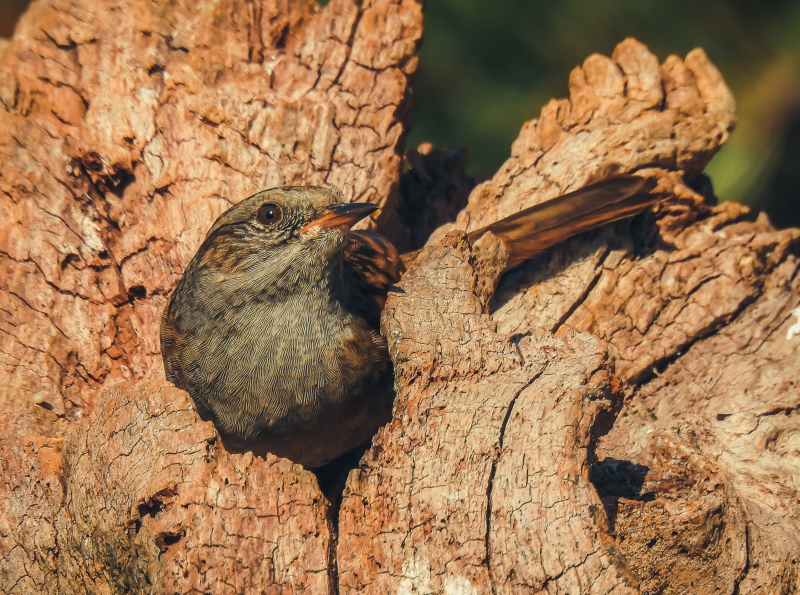 Een Heggenmus zit op een tak met grijzige borst en bruin gestreepte rug duidelijk zichtbaar – typische houding tijdens het zoeken naar insecten op de bodem.