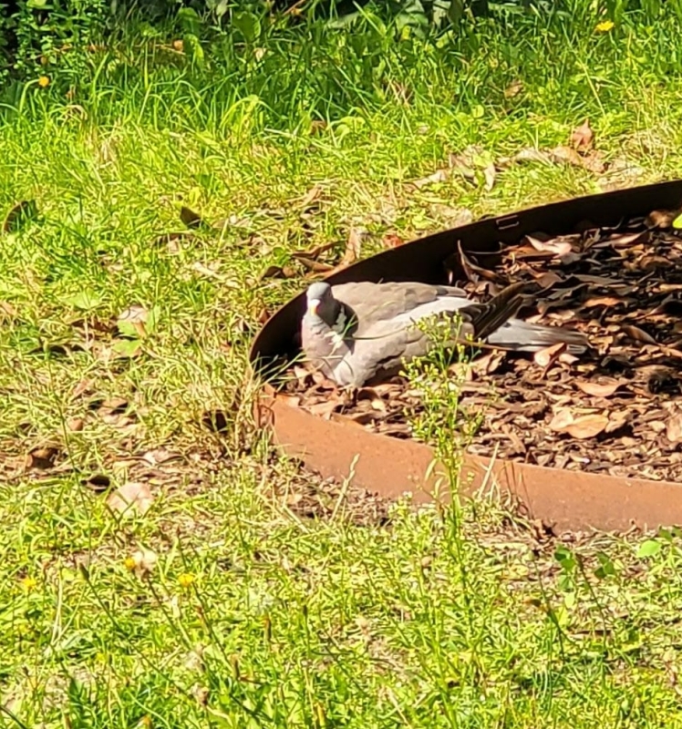 Houtduif warmte hoe gaan vogels om met hitte