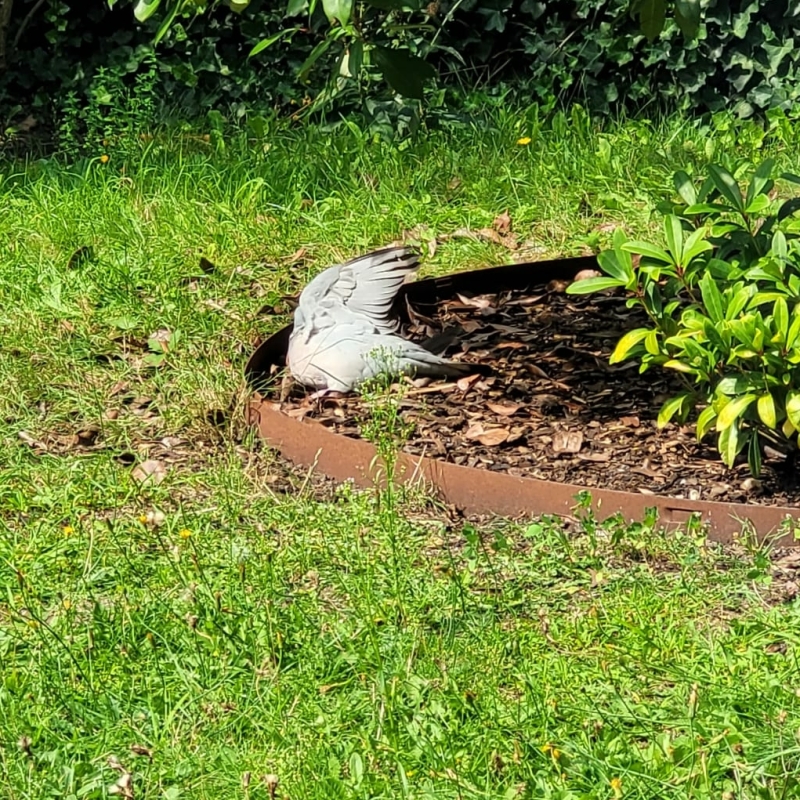 Houtduif warmte hoe gaan vogels om met hitte
