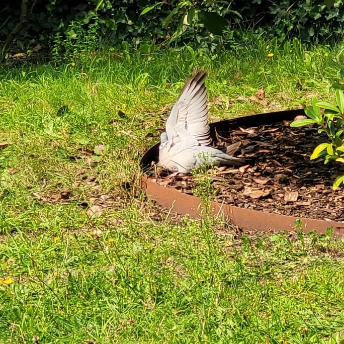 Houtduif warmte hoe gaan vogels om met hitte