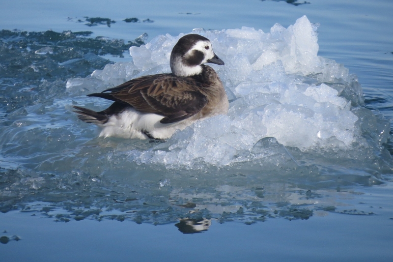 IJseend Vogelspotchallenge