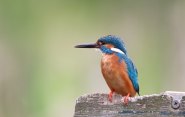 IJsvogel Biesbosch varen