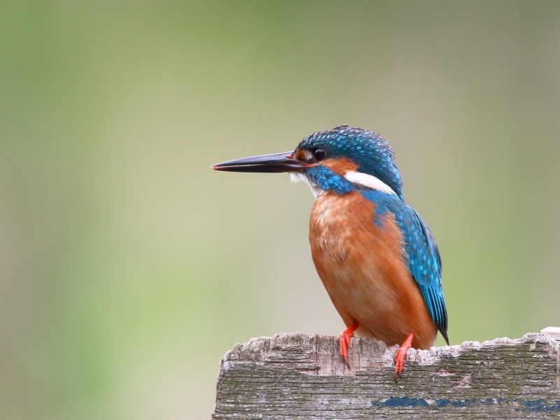 IJsvogel Biesbosch varen