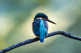 IJsvogel Binnenveldse Hooilanden vogelexcursie vogels spotten