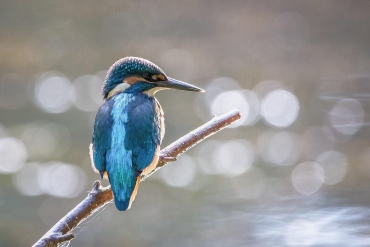 IJsvogel vogelwijsheid Vitamine V bevlogen