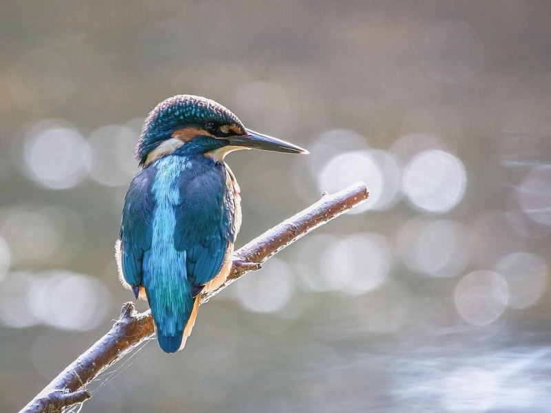 IJsvogel vogelwijsheid Vitamine V bevlogen