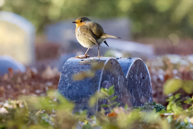 Roodborst vogels kijken