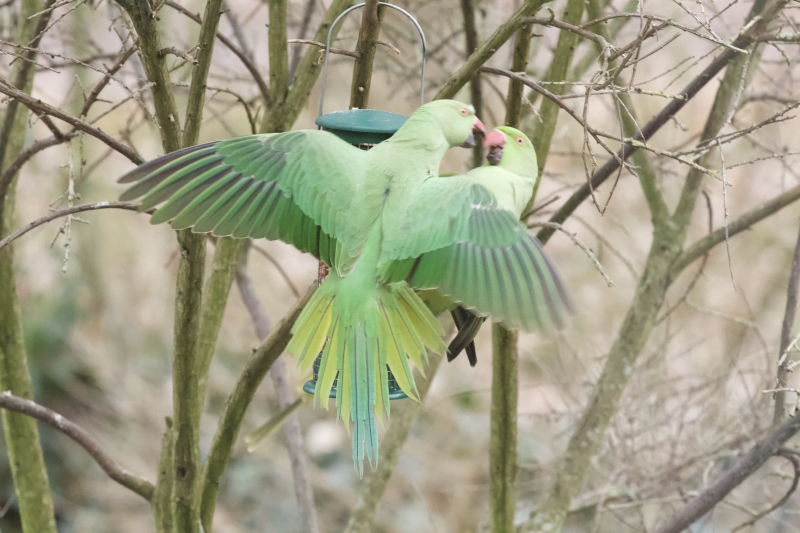 Halsbandparkiet vogel natuur vogels kijken