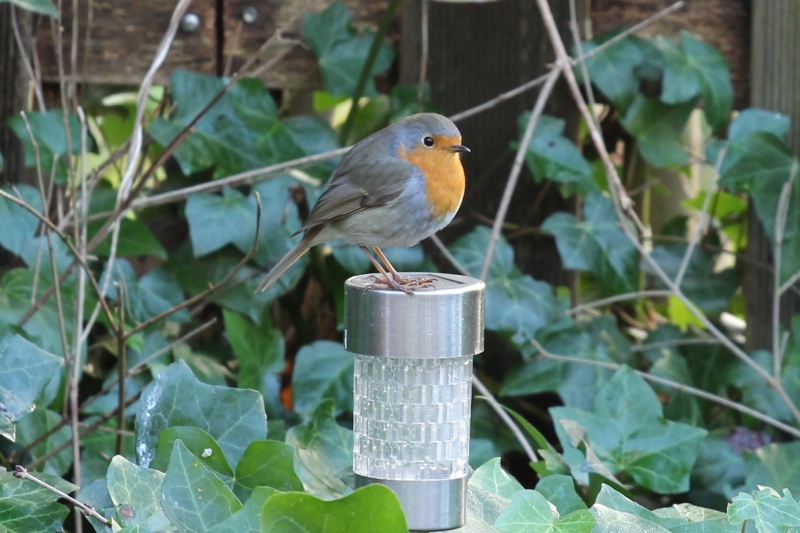 Roodborst vogels kijken